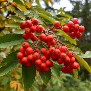 МИЛӘШ (хикәя)