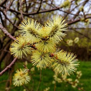 ШӘП АТТЫҢ, ГАЛИМУЛЛА! (хикәя)