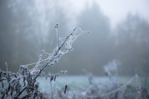 АЛИШ (романның дәвамы)