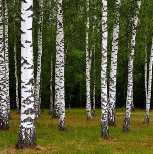 Кисмәгез каеннарны! (хикәя)