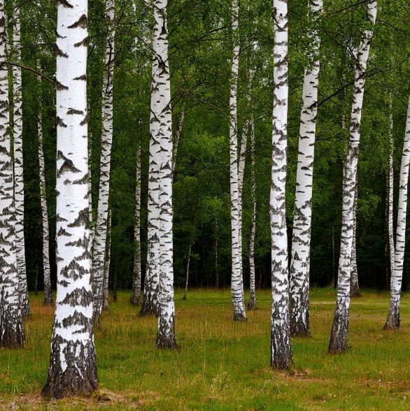 Кисмәгез каеннарны! (хикәя)