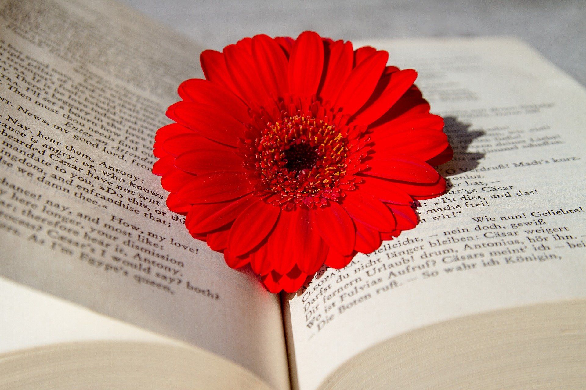 Год в цветах книга. Книга цветы. Книга с цветами. Раскрытая книга с цветами. Цветы в книжке.