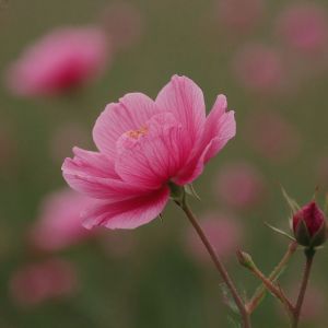 Чык төшсә дә егылыр гөл идем