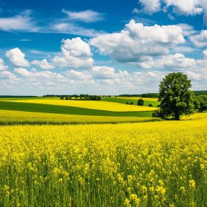 Туган якка кайтып кына була