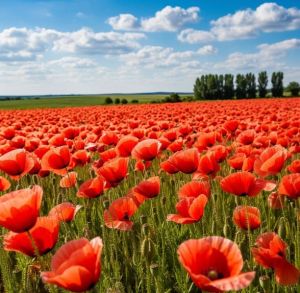 Хак дигәне...