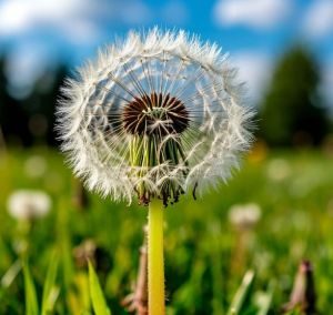 Шул бер гомер эчендә...