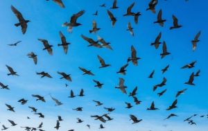 Мәңгелек кошлар