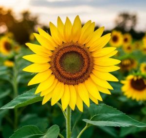 Авыл буйлап, арба тартып, күк ат бара...