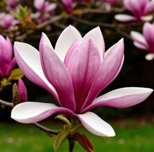 Үлемсезлек