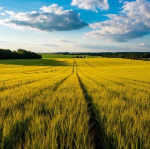 Олы максатым