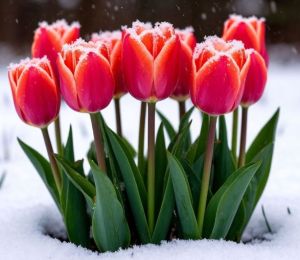 Апрель кәефе