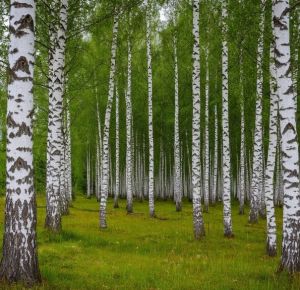 Җиктереп пар ат, Казанга... (хикәя)