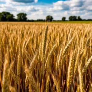 Арышларда көек исе (дәвамы)