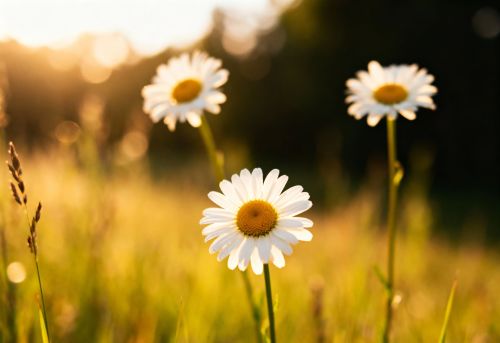 КОРЧАҢГЫ (хикәя)